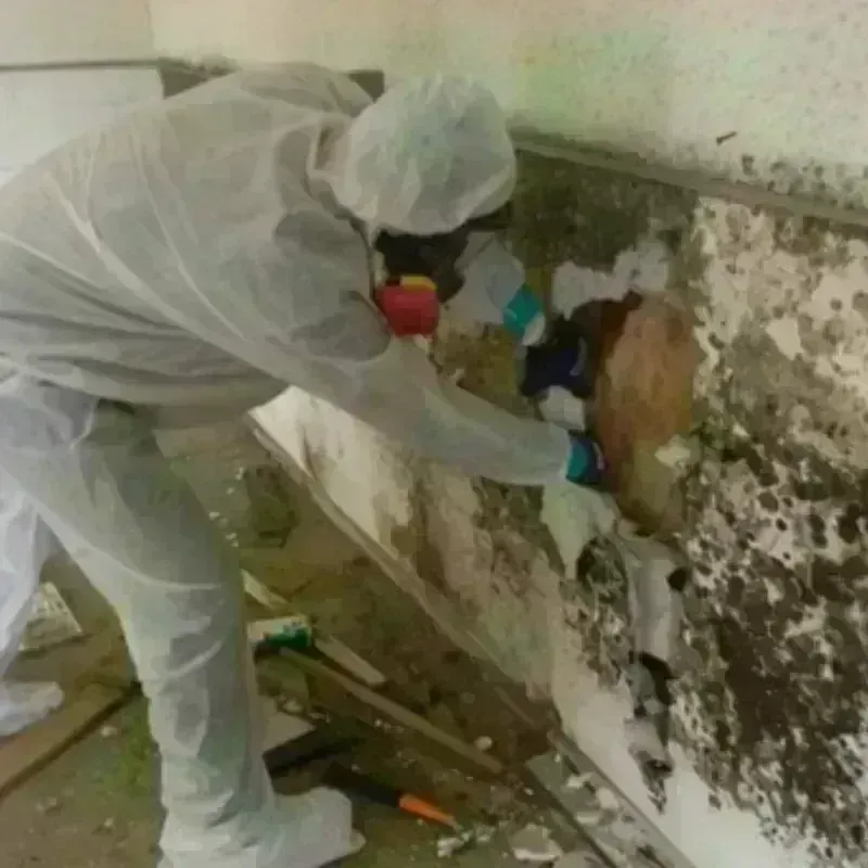 Mold Remediation and Removal in Clover Hill, MD